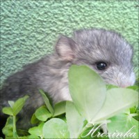 /album/chinchillas/hrozinka03-jpg/