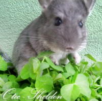 /album/chinchillas/sheldon-jpg/