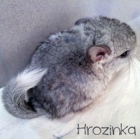 /album/chinchillas/hrozinka-jpg/