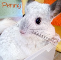 /album/chinchillas/penny3-jpg/