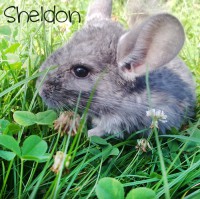 /album/chinchillas/sheldon2-jpg/